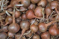 Shallots ready for winter storage