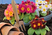 Primroses and gardening items, UK, March