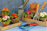 Primroses in wooden trug, terracotta flowerpots and garden tools.