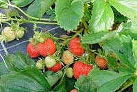 Ripe garden stawberries growing on weed supressing material, UK, June