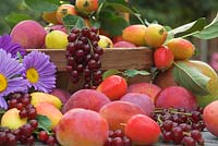 Summer fruit harvest with Victoria Plums, Redcurrants, John Downie crab apples and Bramley apples on garden table with trug, rear focus, Norfolk, UK, August
