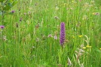 Common Spotted Orchid - Dactylorhiza fuchsii, growing on damp meadow