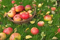 Windfall bramley apples, well ripened, on garden lawn with basket