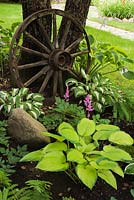 Hostas 'Inniswood' and 'Sharmon' underneath a Malus domestica - Apple tree decorated with an old wagon wheel in front yard garden in summer