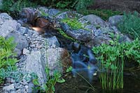 Illuminated cascading waterfall emptying into a pond with Typha minima - Dwarf Cattails and Menyanthes trifoliata - Common Bogbean in backyard garden at dusk in summer
