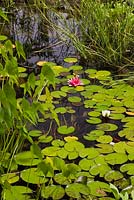 Pond with Pontederia cordata - Pickerel Weed, white Nymphaea 'Gonnere' and pink 'Attraction' - Water Lilies, Typha minima - Dwarf Cattails in backyard garden in summer