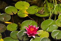 Nymphaea 'Attraction' - Water Lily in pond with Rana clamitans - Green Frog 