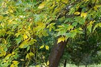 Fraxinus velutina - Velvet Ash tree in autumn - September - Oxfordshire