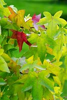Liquidambar styraciflua corky - Sweet Gum tree leaves in autumn - September