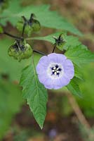 Nicandra Physalodes - Shoo fly flower - October