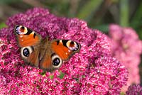 Inachis io - Peacock butterfly on sedum spectabile autumn Joy flowers - September