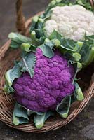 Brassica oleracea - Purple and white cauliflowers in a wicker basket - September