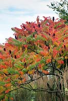 Rhus Typhina - Staghorn sumac or Stag's horn sumach plant in autumn - October