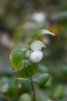 Symphoricarpos albus - Common Snowberry - September