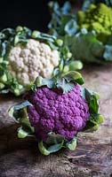 Brassica oleracea - Purple, White and Romanesque cauliflowers on a wooden table - September 