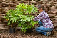 Placing Fatsia japonica in position. 