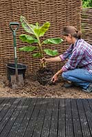 Planting Musa - Banana plant. 