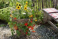 Basket container with Tropaeolum majus - nasturtium, Helianthus annuus - sunflower and Borago - borage on terrace 