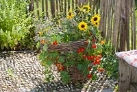 Basket container with Tropaeolum majus - nasturtium, Helianthus annuus - sunflower and Borago - borage on terrace 