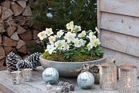 Grey pot of Helleborus 'Anja' and H 'Christmas Star' on patio table