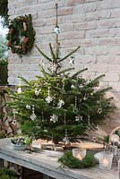 Abies nordmanniana - Fir tree with silver decorations