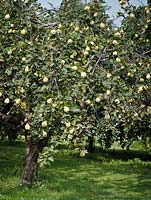 Cydonia oblonga - Quince trees with fruits - September