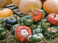 Harvested squashes including 'Turk's Turban' and 'Hundredweight' - Cucurbita - October,