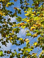 Platanus x acerifolia against blue sky  - Plane tree - October
