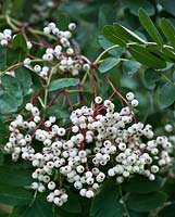 Sorbus glabrescens - White Fruited Rowan - October