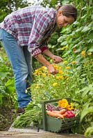 Woman harvesting Calendula flowers with a trug of harvested Carrots, Radishes, Beetroot, Runner beans and Spring Onions