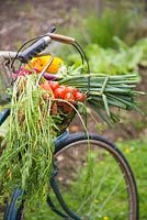 Bicycle basket with a harvest of Carrots, Tomatoes, Spring Onions and Calendula