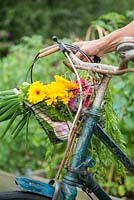 Bicycle basket with a harvest of Calendula, Radish and Spring Onions