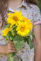 Young girl holding a bouquet of Helianthus- Sunflowers.