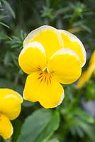 Viola Teardrops Yellow