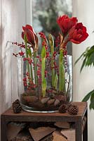 Large glass filled with Hippeastrum - Amaryllis, decorated with pinecones