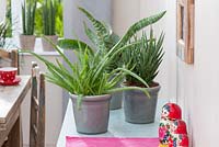 Aloe vera 'Sweet' syn barbadensis 'Miller' with Sansevieria francisii