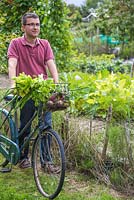 Man leaving the allotment with his produce in bicycle basket. Beetroot, Spring Onions and Celery