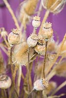 Papaver orientale - Poppy seed heads with Dipsacus - Teasel combs