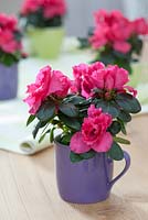 Rhododendron simsii in mug