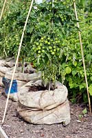 Solanum lycopersicum and Solanum tuberosum 'TomTato' growing at RHS Harlow Carr