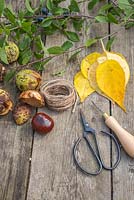 Materials needed are Aesculus hippocastanum - Conkers, Jute twine, autumnal leaves, a Prunus cutting, pruning shears and a bradle. 
