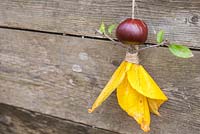 Conker Fairy. Materials used are Aesculus hippocastanum - Conkers, Jute twine, autumnal leaves and a Prunus cutting. 