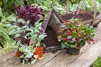 Plants include Salvia officinalis 'Tricolor', Gaultheria procumbens 'Red Baron' Winter Pearls series, Variegated Ivy and Iresine. 