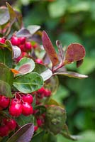 Gaultheria procumbens 'Red Baron' Winter Pearls series. 
