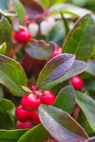 Gaultheria procumbens 'Red Baron' Winter Pearls series