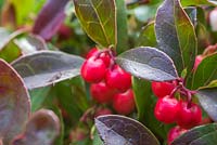 Gaultheria procumbens 'Red Baron' Winter Pearls series.