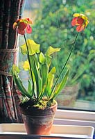Sarracenia Flava on window-sill as houseplant.