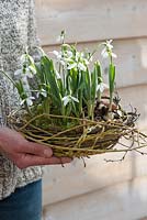 Galanthus nivalis on shallow shell in wreath of willow and branches covered with moss
