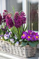 Hyacinthus 'Purple Sensation', Primula acaulis, Viola cornuta and Fritillaria meleagris
