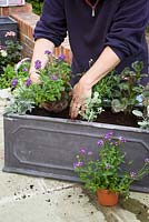 Planting up a trough. Senecio cineraria, Nemesia Bluebird, Pelargonium and Helichrysum petiolare and Argyranthemum frutescens - Marguerite Daisy